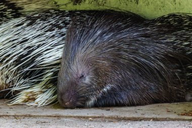 Hint armalı kirpi (