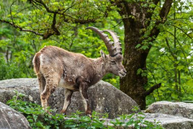 Genç dağ keçisi bir kayanın üzerinde - Alman parkında Capra dağ keçisi