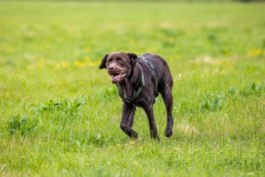 Labrador Retriever, Canis lupus familiaris çim tarlasında. Sağlıklı çikolata rengi labrador retriever Almanya 'da Donauwoerth, Bavyera' da eğleniyor.