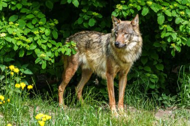 Kurt, gri kurt ya da kereste kurdu olarak da bilinen, Avrasya ve Kuzey Amerika 'nın vahşi ve uzak bölgelerinde yaşayan bir köpek türüdür..