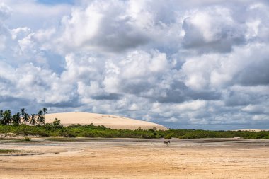 Jericoacoara plajı Brezilya 'nın Jijoca de Jericoacoara, Ceara' nın batı sahilinin arkasında saklı.