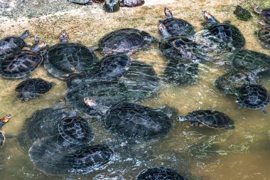 Arrau kaplumbağası (