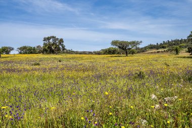Arronches, Alentejo, Portekiz yakınlarındaki Hortas de Baixo 'daki Mantar Meşe Ormanı' ndan geçiyorum..