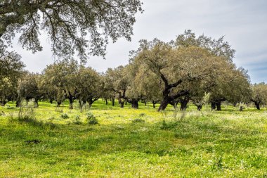 Arronches, Alentejo, Portekiz yakınlarındaki Hortas de Baixo 'daki Mantar Meşe Ormanı' ndan geçiyorum..