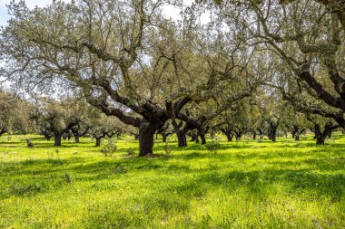 Arronches, Alentejo, Portekiz yakınlarındaki Hortas de Baixo 'daki Mantar Meşe Ormanı' ndan geçiyorum..