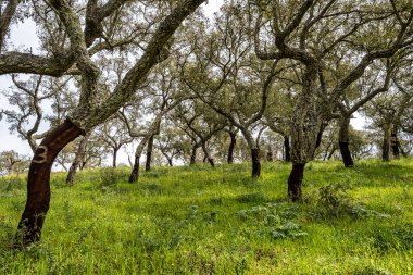 Arronches, Alentejo, Portekiz yakınlarındaki Hortas de Baixo 'daki Mantar Meşe Ormanı' ndan geçiyorum..