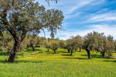 Arronches, Alentejo, Portekiz yakınlarındaki Hortas de Baixo 'daki Mantar Meşe Ormanı' ndan geçiyorum..
