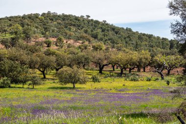 Arronches, Alentejo, Portekiz yakınlarındaki Hortas de Baixo 'daki Mantar Meşe Ormanı' ndan geçiyorum..