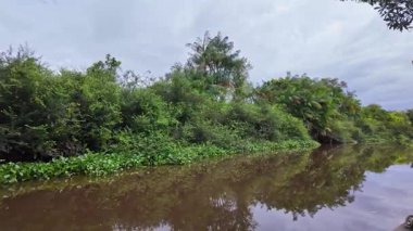 Igarape do Urubu Nehri, Delta das Canarias, Ilha das Canarias, Brezilya 'da tekne gezisi. Amazon yağmur ormanları. Güney Amerika