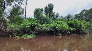 Igarape do Urubu Nehri, Delta das Canarias, Ilha das Canarias, Brezilya 'da tekne gezisi. Amazon yağmur ormanları. Güney Amerika