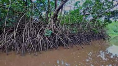 Igarape do Urubu Nehri, Delta das Canarias, Ilha das Canarias, Brezilya 'da tekne gezisi. Amazon yağmur ormanları. Güney Amerika