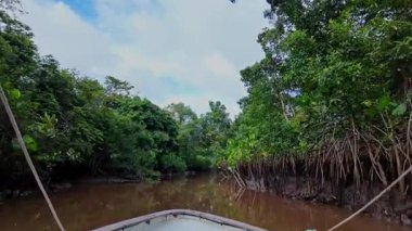 Igarape do Urubu Nehri, Delta das Canarias, Ilha das Canarias, Brezilya 'da tekne gezisi. Amazon yağmur ormanları. Güney Amerika