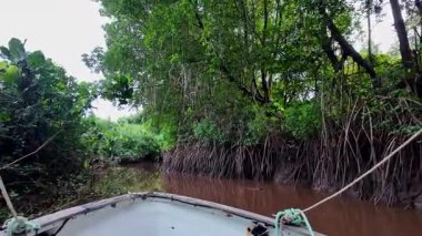 Igarape do Urubu Nehri, Delta das Canarias, Ilha das Canarias, Brezilya 'da tekne gezisi. Amazon yağmur ormanları. Güney Amerika