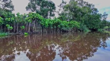 Igarape do Urubu Nehri, Delta das Canarias, Ilha das Canarias, Brezilya 'da tekne gezisi. Amazon yağmur ormanları. Güney Amerika