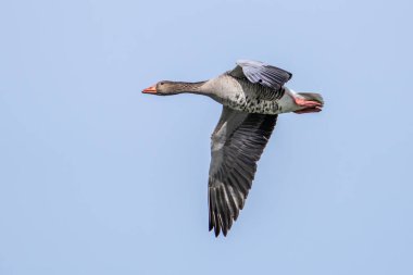 Anser anser, Anatidae familyasından Anatidae familyasından bir kaz türü. Burada havada uçuyor..