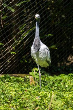 Demokiselle Crane ve Anthropoides başak kuşları gün boyunca açık yeşil çayırlarda yaşarlar. Orta Avrupa 'da bulunan bir turna türüdür.