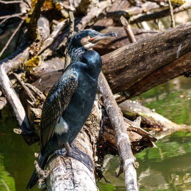 Kuzey yarımküre boyunca büyük siyah karabatak olarak bilinen büyük karabatak, Avustralya 'daki siyah karabatak ve Yeni Zelanda' nın daha güneyindeki siyah karabatak