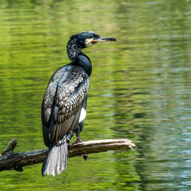 Kuzey yarımküre boyunca büyük siyah karabatak olarak bilinen büyük karabatak, Avustralya 'daki siyah karabatak ve Yeni Zelanda' nın daha güneyindeki siyah karabatak