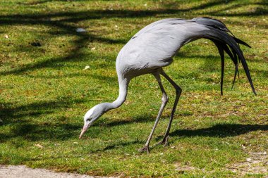 Grus paradisea, Güney Afrika 'ya özgü nesli tükenmekte olan bir kuş türü. Güney Afrika 'nın ulusal kuşudur.