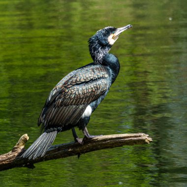 Kuzey yarımküre boyunca büyük siyah karabatak olarak bilinen büyük karabatak, Avustralya 'daki siyah karabatak ve Yeni Zelanda' nın daha güneyindeki siyah karabatak