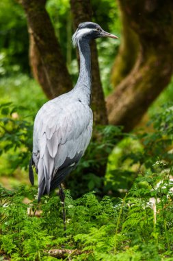 Demokiselle Crane ve Anthropoides başak kuşları gün boyunca açık yeşil çayırlarda yaşarlar. Orta Avrupa 'da bulunan bir turna türüdür.