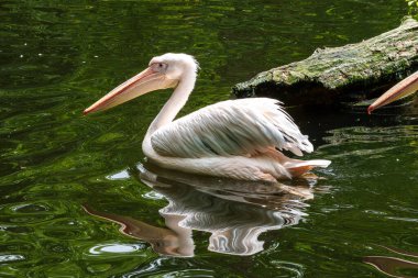 Büyük Beyaz Pelikan (