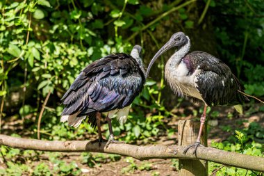 Saman boyunlu Ibis, Threskiornis spinicollis, Threskiornithidae familyasından bir kuş türü..