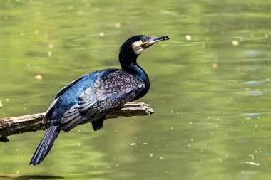 Kuzey yarımküre boyunca büyük siyah karabatak olarak bilinen büyük karabatak, Avustralya 'daki siyah karabatak ve Yeni Zelanda' nın daha güneyindeki siyah karabatak