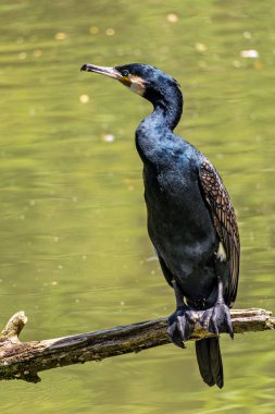 Kuzey yarımküre boyunca büyük siyah karabatak olarak bilinen büyük karabatak, Avustralya 'daki siyah karabatak ve Yeni Zelanda' nın daha güneyindeki siyah karabatak