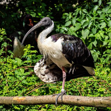 Saman boyunlu Ibis, Threskiornis spinicollis, Threskiornithidae familyasından bir kuş türü..