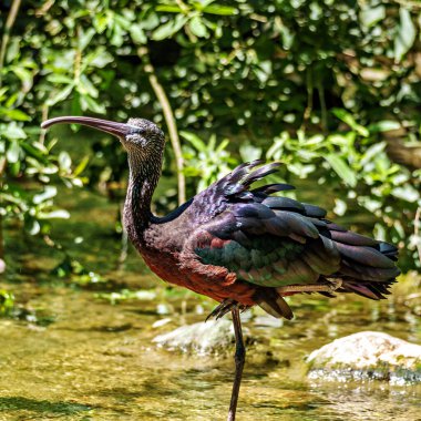 Parlak aynak, Plegadis falcinellus, Threskiornithidae familyasından bir kuş türü..