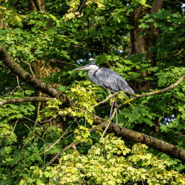 Gri balıkçıl, Ardea cinerea, büyük gri bir kuş ağaçta bir dalda oturuyor ve etrafa bakıyor, tüylü tüyler, büyük gagalı, başının arkasında uzun tüyler, vahşi doğadan bir sahne.