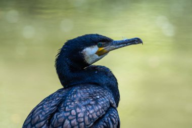 Kuzey yarımküre boyunca büyük siyah karabatak olarak bilinen büyük karabatak, Avustralya 'daki siyah karabatak ve Yeni Zelanda' nın daha güneyindeki siyah karabatak