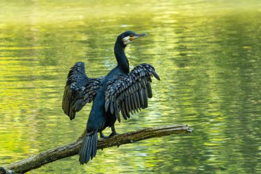 Kuzey yarımküre boyunca büyük siyah karabatak olarak bilinen büyük karabatak, Avustralya 'daki siyah karabatak ve Yeni Zelanda' nın daha güneyindeki siyah karabatak