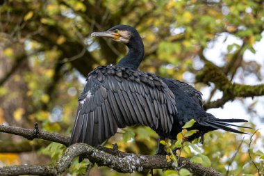 Kuzey yarımküre boyunca büyük siyah karabatak olarak bilinen büyük karabatak, Avustralya 'daki siyah karabatak ve Yeni Zelanda' nın daha güneyindeki siyah karabatak