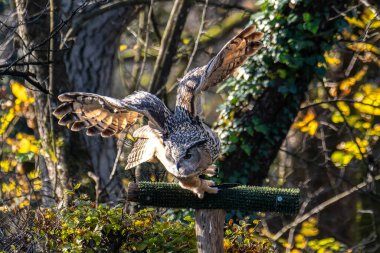 Dünyanın en büyük baykuş Sibirya kartal baykuş bubo bubo sibiricus bu.