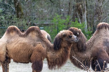 Bactrian develeri (Camelus bactrianus), Orta Asya 'nın bozkırlarına özgü büyük, tek ayak parmaklı bir bakteridir. Bactrian devesinin sırtında iki hörgücü vardır.