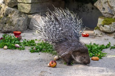 Hint armalı kirpi (