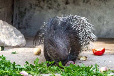 Hint armalı kirpi (