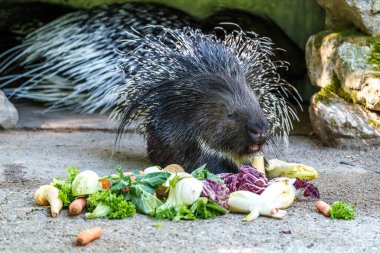 Hint armalı kirpi (