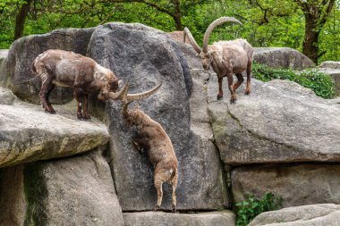 İki dağ keçisi dişilerin ve bölgelerin üzerinde kafa kafaya çarpışır. Avrupa Alpleri 'nin dağlarında yaşayan vahşi bir keçi türü..