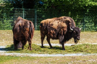 Bizon ya da bizon, bir zamanlar Kuzey Amerika 'da geniş sürüler halinde yaşayan bir bizon türüdür..