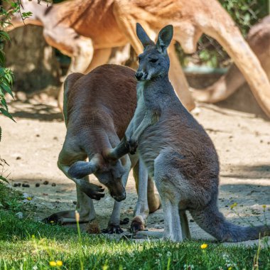 Kırmızı kanguru, Macropus Rufus tüm kanguruların en büyüğü, Avustralya 'ya özgü en büyük karasal memeli ve mevcut en büyük keseli hayvandır..