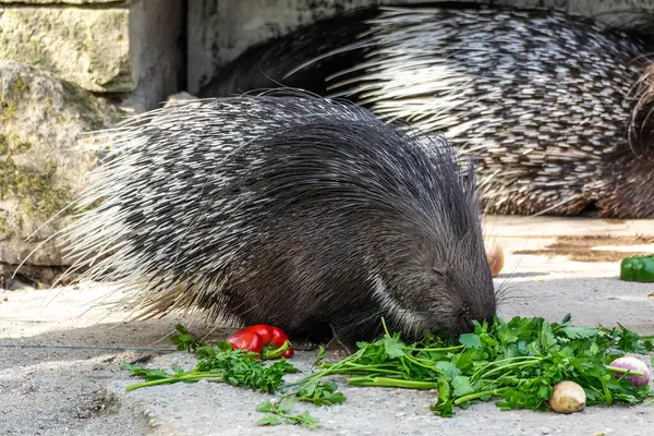 Hint armalı kirpi (