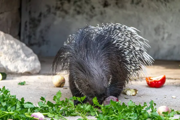 Hint armalı kirpi (