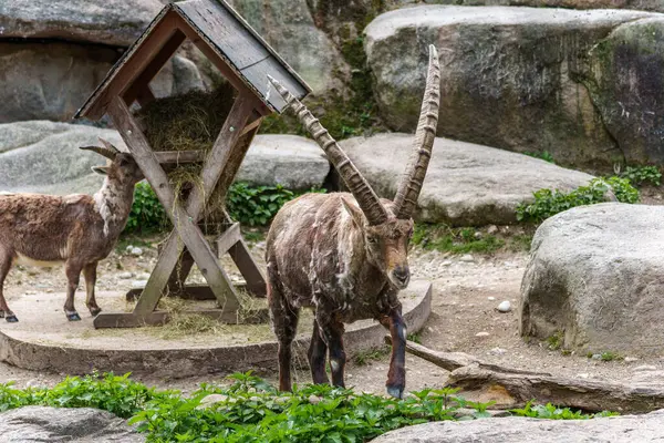 Erkek dağ keçisi - Avrupa Alplerinde yaşayan bir kayanın üzerindeki kapra dağ keçisi