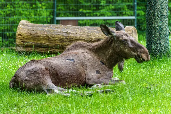 Avrupa geyiği, Alces alces, geyik olarak da bilinir. Vahşi yaşam hayvanı.