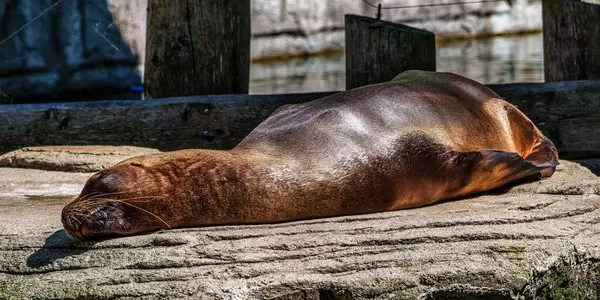 Güney Amerika deniz aslanı, Otaria flavescens, eski adıyla Otaria byronia, Güney Denizi Aslanı ve Patagonya deniz aslanı olarak da bilinir.