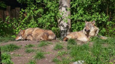 Kurt, gri kurt ya da kereste kurdu olarak da bilinen, Avrasya ve Kuzey Amerika 'nın vahşi ve uzak bölgelerinde yaşayan bir köpek türüdür..