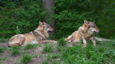 Kurt, gri kurt ya da kereste kurdu olarak da bilinen, Avrasya ve Kuzey Amerika 'nın vahşi ve uzak bölgelerinde yaşayan bir köpek türüdür..